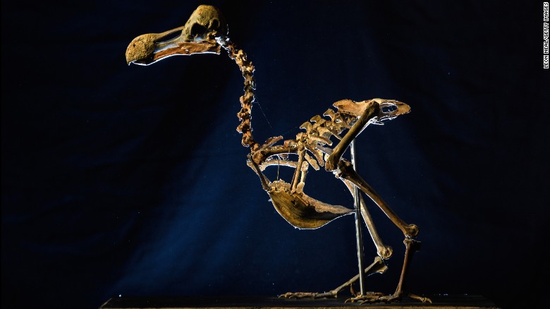 Se cree que el esqueleto del dodo casi completo que acaba de ser subastado, es el primero que se vende desde 1914.