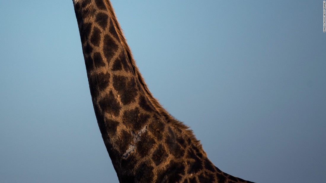 161208114817-giraffe-neck-super-169