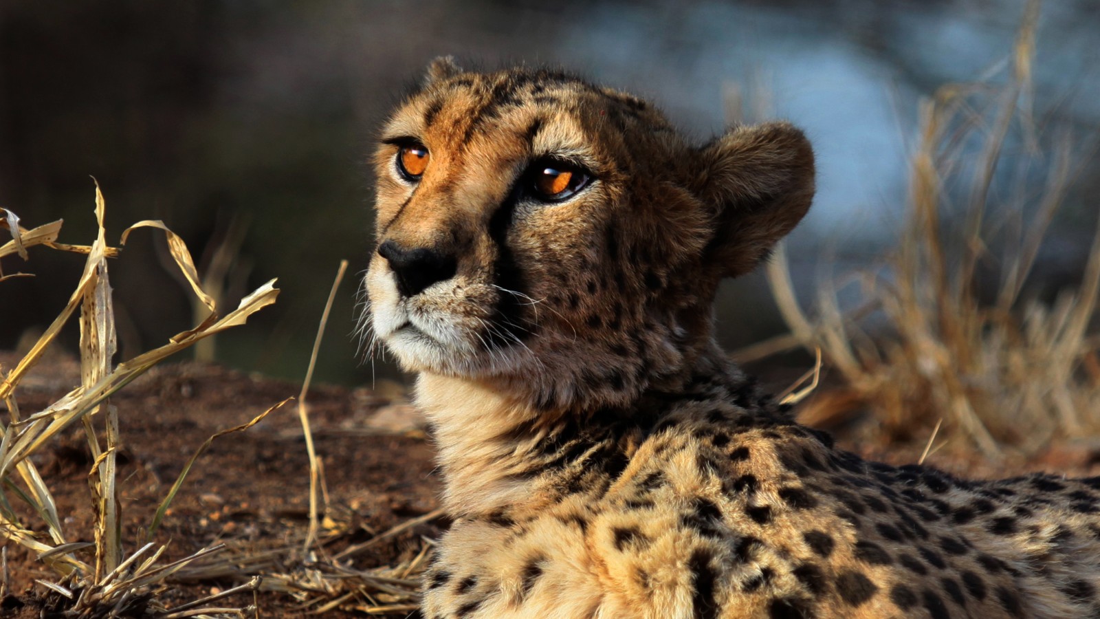 Investigadores creen que solo quedan unos 7.100 guepardos en el mundo.