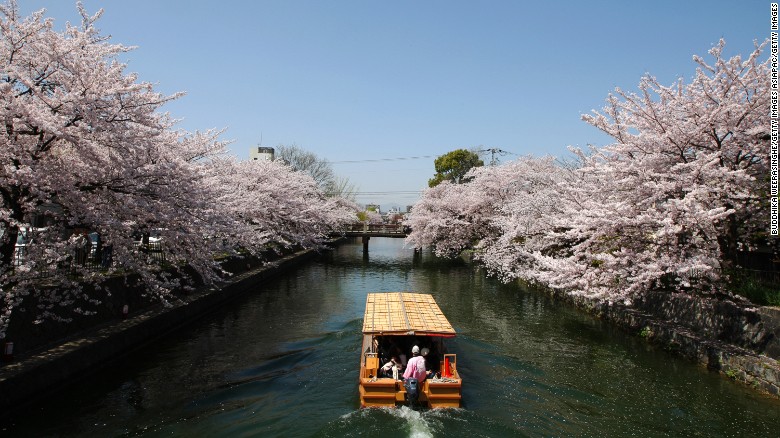 Así florecen los cerezos a lo largo del canal Okazaki, en Kyoto (Japón).