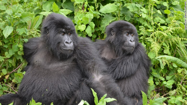 Los gorilas hacen parte de los primates que hoy están en riesgo de extinción. 