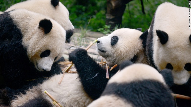 Chengdu, en China, alberga más del 80% de los pandas gigantes que hay en el mundo.