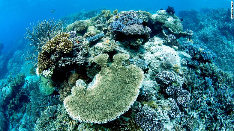 La Gran Barrera de Coral de Australia.