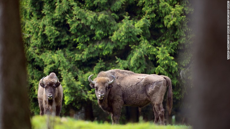 El bisonte ya fue reintroducido en algunas áreas de Europa y en Estados Unidos. 