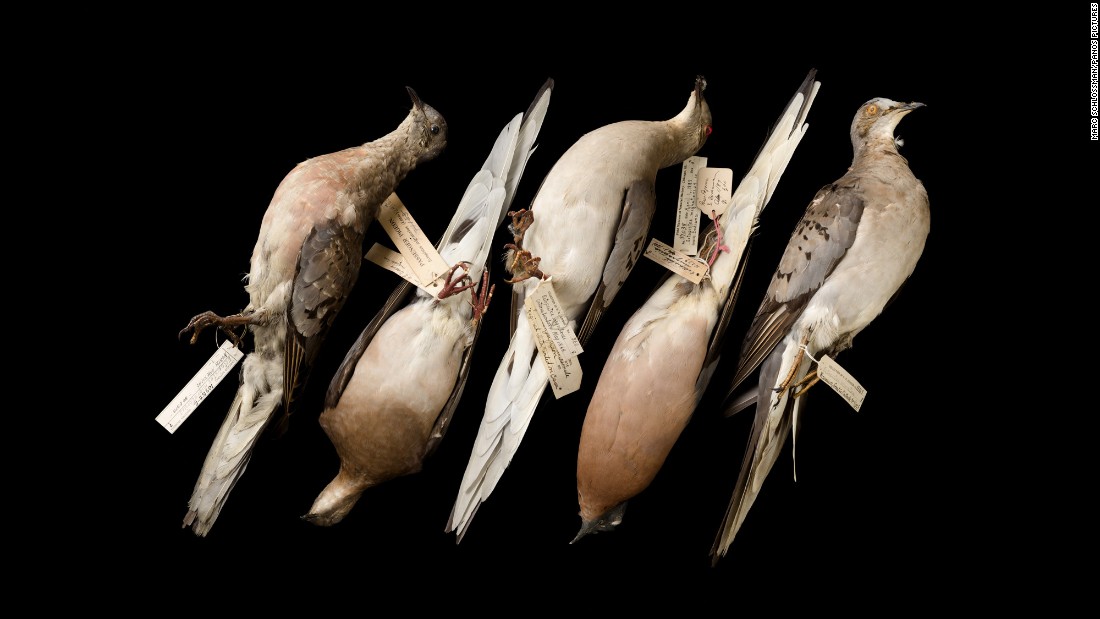 Estas palomas mensajeras muertas están en los archivos del Museo Field de Historia Natural de Chicago. El museo tiene muchos animales muertos, que ya se han extinguido o que están próximos a extinguirse. Las palomas mensajeras fueron, alguna vez, la más prominente especie de aves en Norteamérica. La última murió en el Zoológico de Cincinnati en 1914.