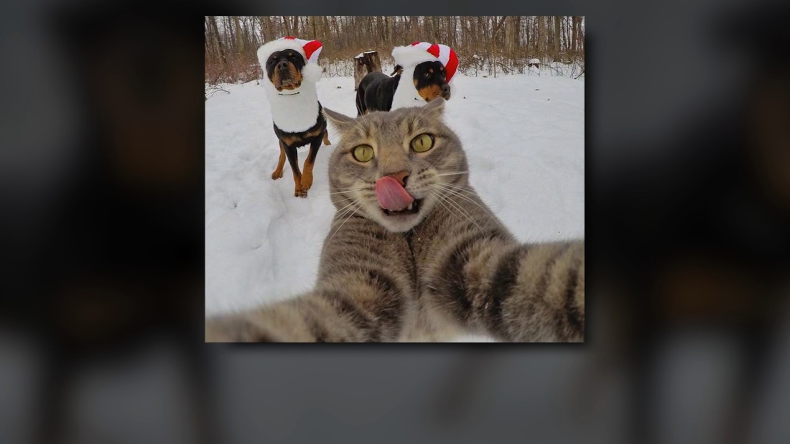 competencia cambiar viceversa El gato que se toma 'selfies' | Video | CNN