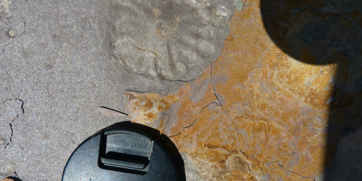 conicet-fosiles-2-antiguos-500-millones-de-anios-argentinca-cnn