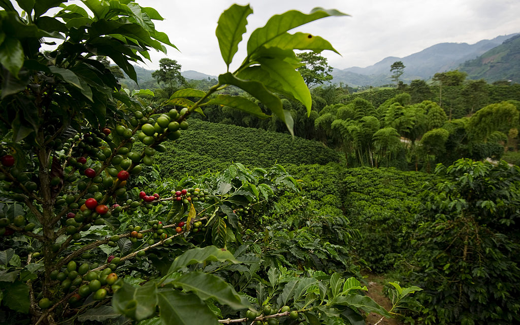 Típica plantación de café en la zona cafetera de Colombia.