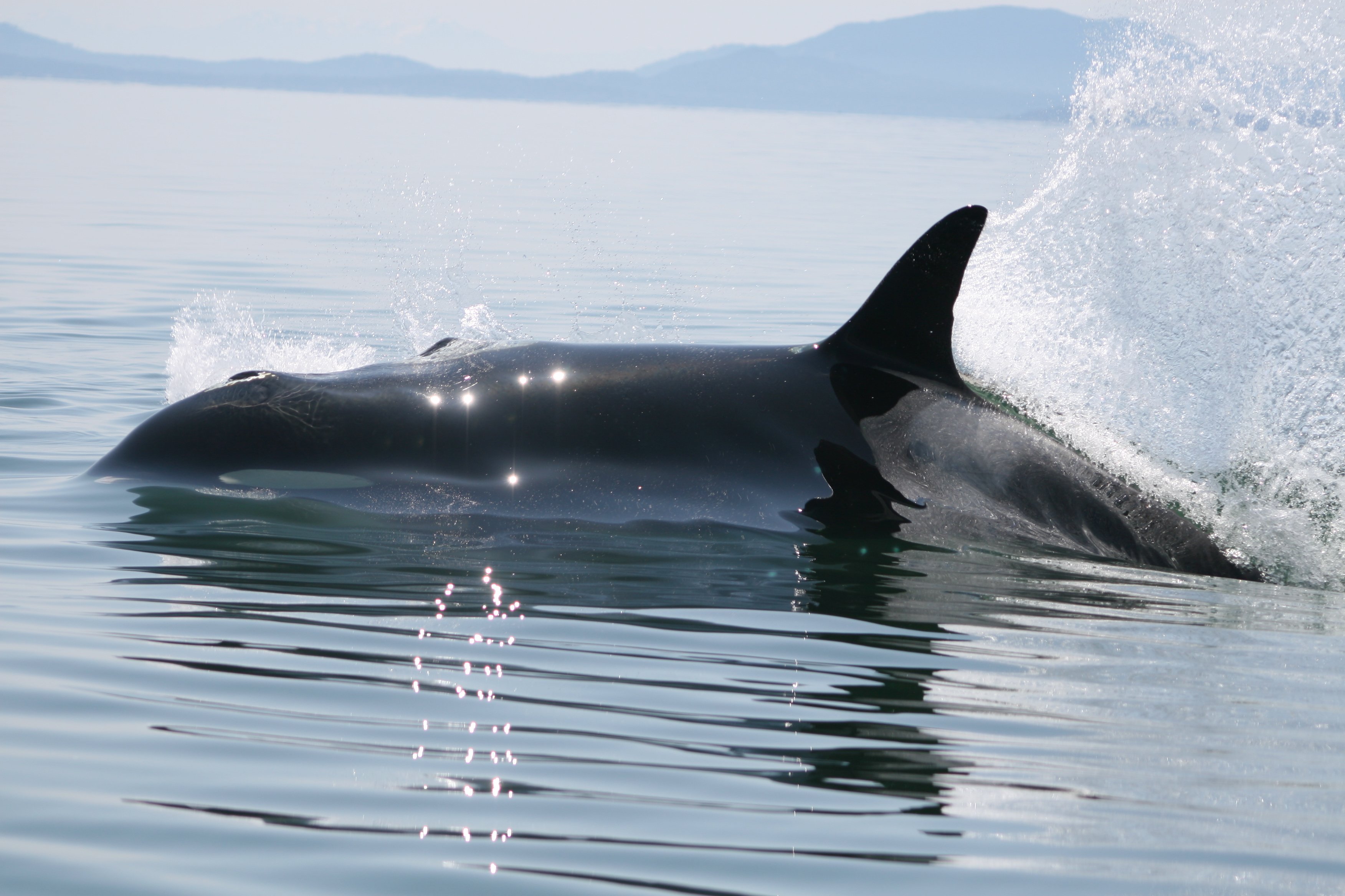 Oldest orca in Southern Resident Killer Whale population dies at 105 – CNN