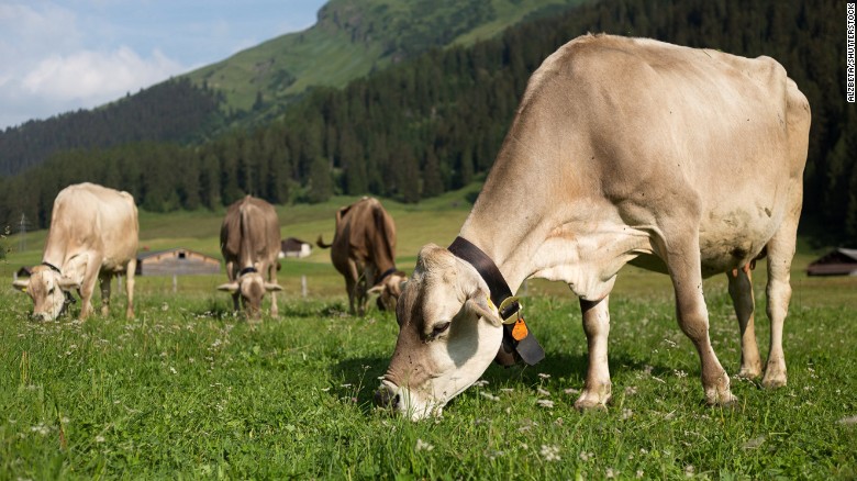 Vacas suizas utilizando cencerros