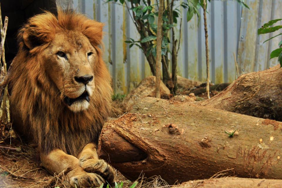 Murió Kivú, el único león de Costa Rica | CNN