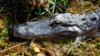 An American alligator is seen in the sawgrass on Miccosukee Tribal land adjacent to Florida Everglades National Park on February 7, 2017. / AFP PHOTO / RHONA WISE (Photo credit should read RHONA WISE/AFP/Getty Images)