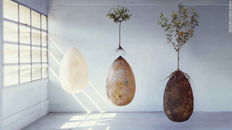La urna funeraria biodegradable que convierte tu cuerpo en árbol | CNN