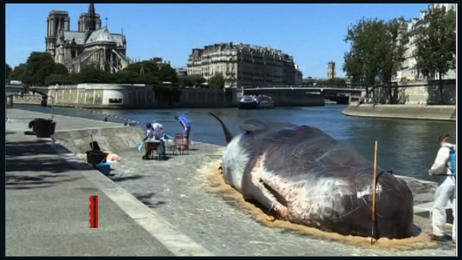 El Cadaver De Una Ballena Cachalote Aparece En La Ribera Del Rio Sena Video Cnn