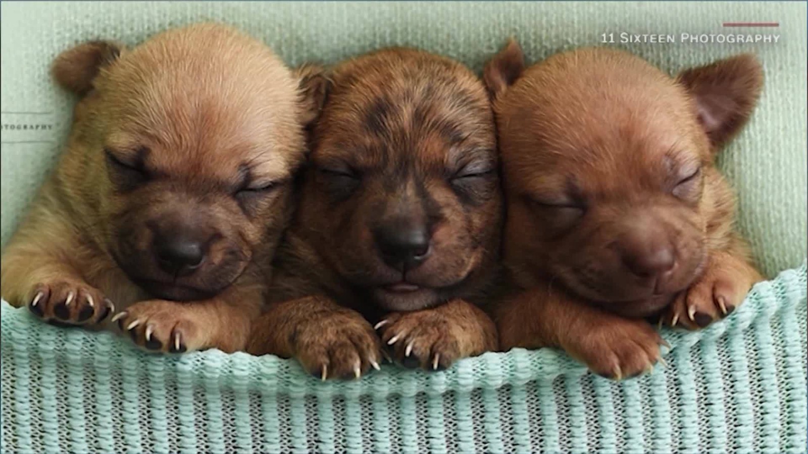 Galantería vena eterno Como si fueran bebés: fotografías de tiernos cachorritos para hallarles un  hogar | Video | CNN