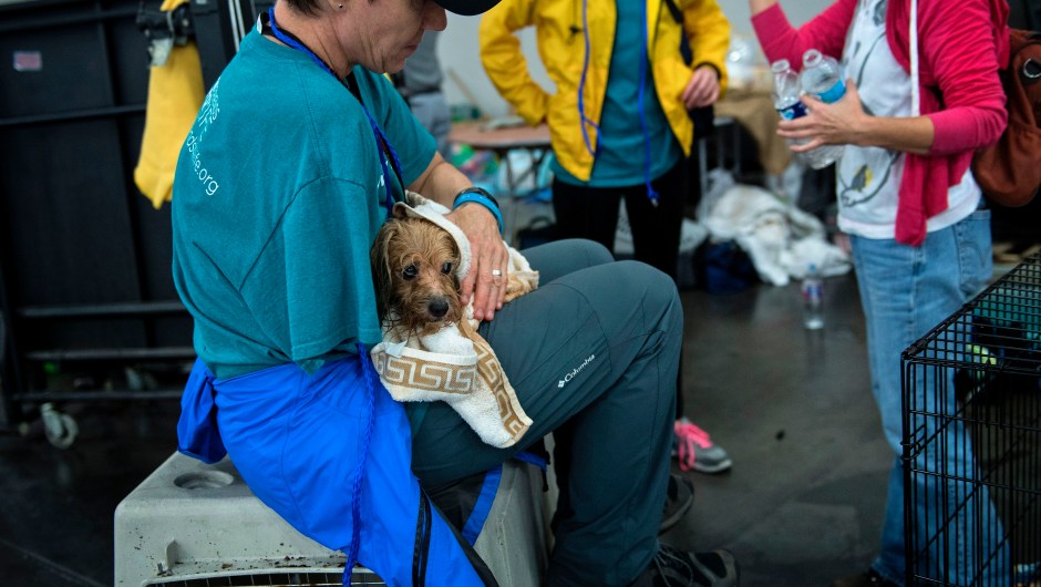 Un veterinario sostiene un perro en un refugio en el Centro de Convenciones George R. Brown tras el paso del huracán Harvey el 28 de agosto de 2017 en Houston, Texas. Crédito: BRENDAN SMIALOWSKI / AFP / Getty Images
