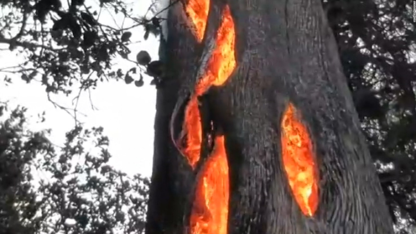Así arde un árbol por dentro | Video | CNN