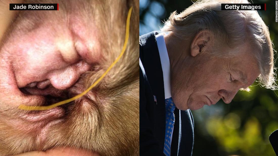 Viral: curioso parecido de Trump con la oreja infectada de un perro ...