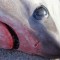 Atlantic White Shark Conservancy Facebook