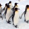 ASAHIKAWA, JAPAN - JANUARY 18: A group of King Penguins walk along a snow-covered path at Asahiyama Zoo on January 18, 2010 in Asahikawa, Japan. The stroll is held every day to counteract their lack of exercise during the winter season. (Photo by Junko Kimura/Getty Images)