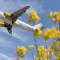 7. Vueling Airlines: la aerolínea española Vueling fue nombrada la aerolínea de bajo costo más puntual del mundo. Según OAG, el 85.35% de sus vuelos llegaron o partieron dentro de los 15 minutos de la hora programada.