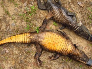 Por qué estos cocodrilos grises se están volviendo anaranjados? | CNN