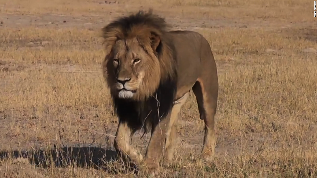 El león Cecil 
