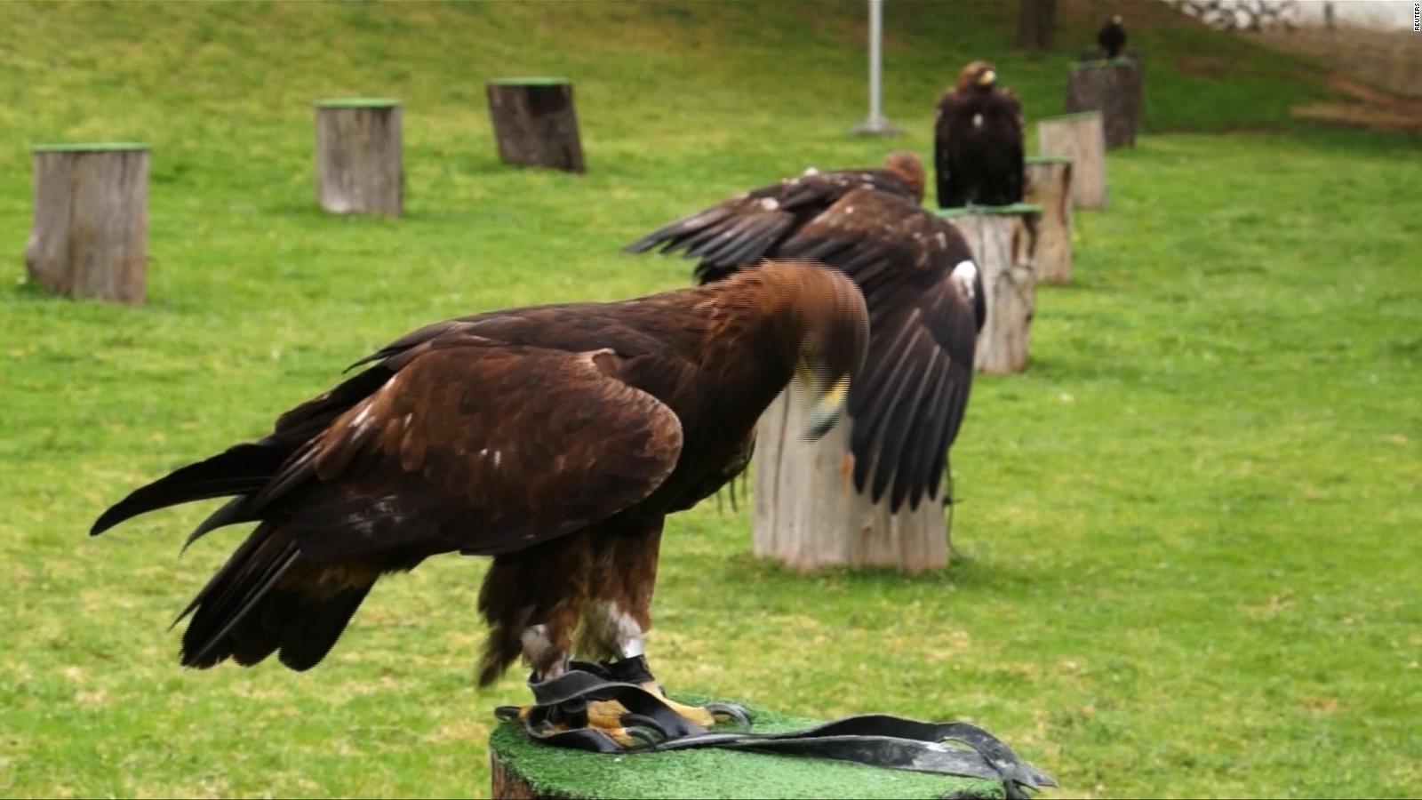 México lucha por proteger el águila dorada, en peligro de extinción | Video  | CNN