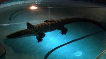 #EstoNoEsNoticia: hallan a cocodrilo nadando en una piscina