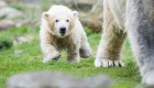 #EstoNoEsNoticia: el primer paseo de oso polar de 4 meses en Alemania