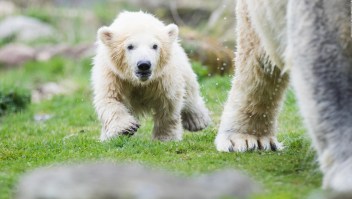 #EstoNoEsNoticia: el primer paseo de oso polar de 4 meses en Alemania