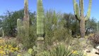 Crean microchips para evitar robo de cactus