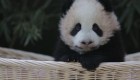 #EstoNoEsNoticia: nombran a dos pandas en China