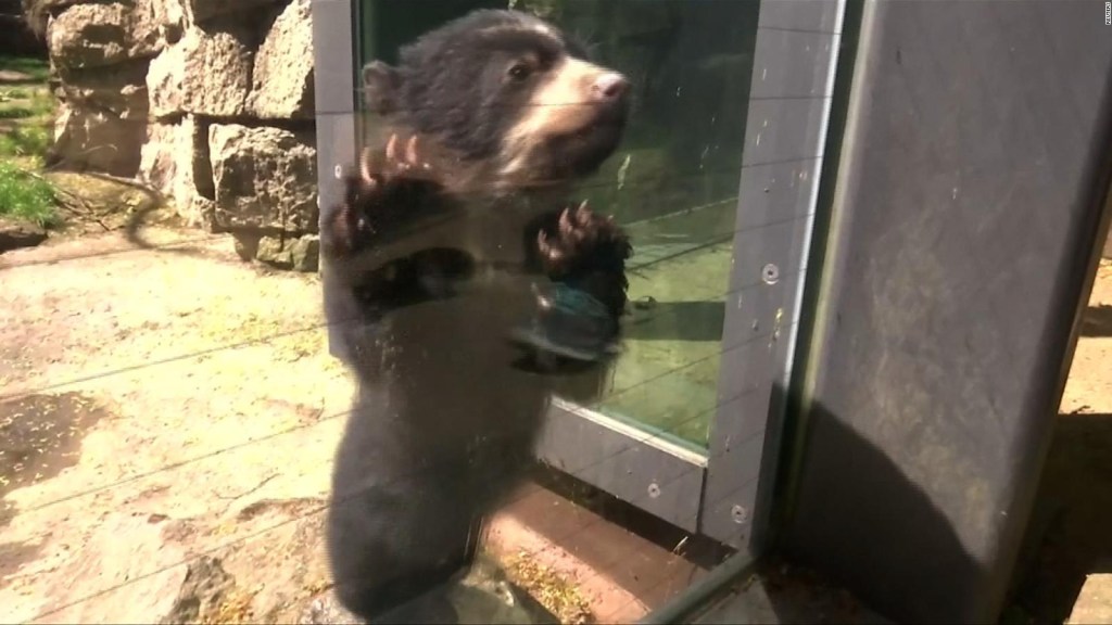 #LaImagenDelDía: la curiosidad de un pequeño oso de 4 meses