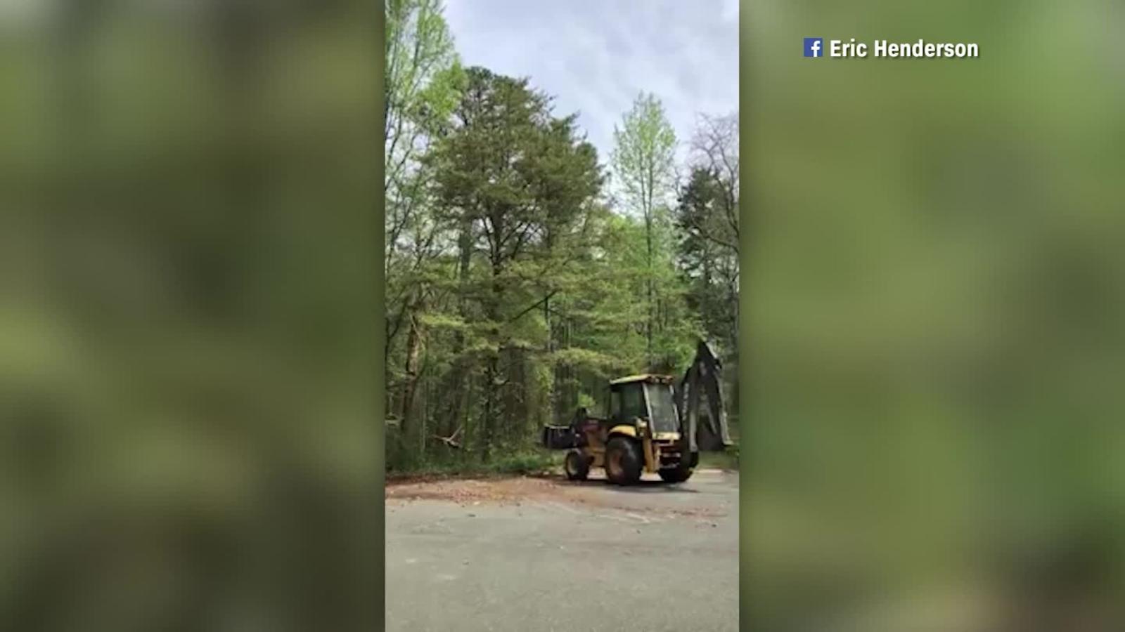 Impresionante: el polen se desprende de este árbol y vuela por los aires en  Nueva Jersey | Video | CNN