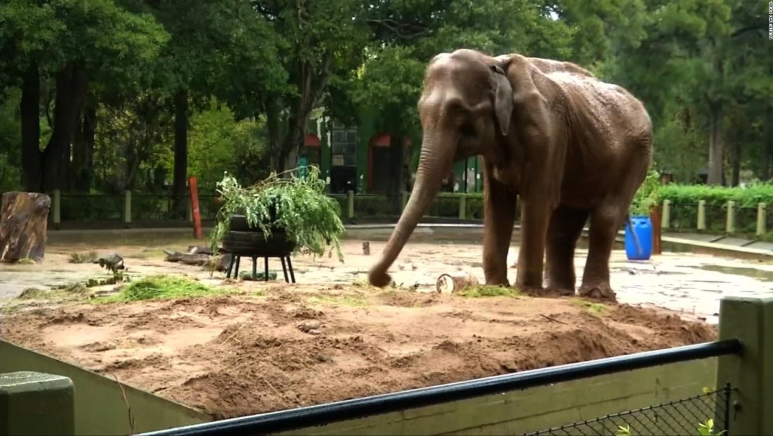 #ElDatoDeHoy: 50 años de soledad, la historia del elefante "Pelusa"