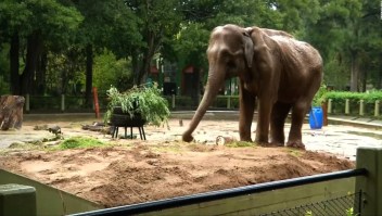 #ElDatoDeHoy: 50 años de soledad, la historia del elefante "Pelusa"
