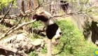 La caída de este panda te enternecerá