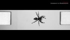 Científicos entrenan a araña para saltar cuando se lo ordenan