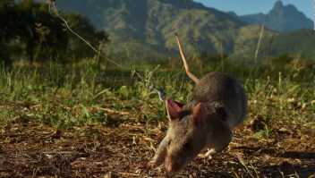 #ElDatoDeHoy: el agudo sentido del olfato de las ratas