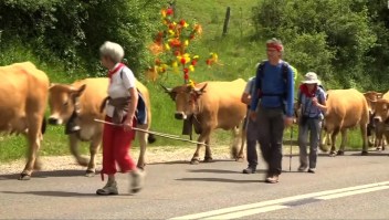#ElDatoDeHoy: Vacas musicales se pasean por Francia