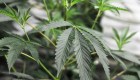 Canadá, ¿lista para legalizar la marihuana?