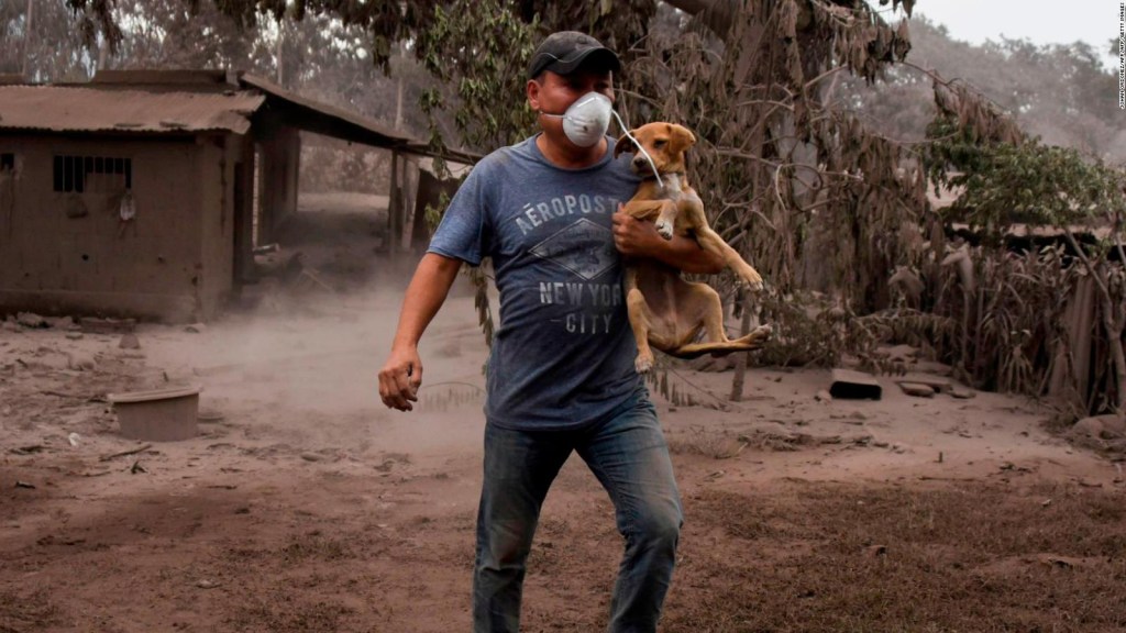 Animales son rescatados de las cenizas del volcán de Fuego