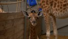#LaImagenDelDía: Twiga, la jirafa recién nacida en Bélgica