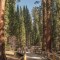 Reforman la casa de las secuoyas gigantes en Yosemite