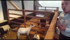 Ministro de Agriculutra de Venezuela recomienda criar cabras en viviendas
