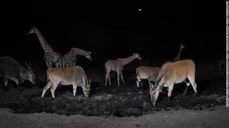 Las jirafas y los ñus se congregan alrededor de una charca en la región de Zambezi en Namibia por la noche.