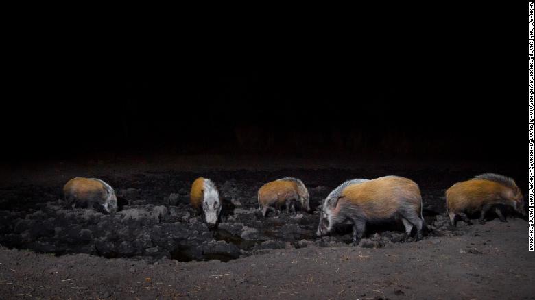 Por la noche, los cerdos se agrupan alrededor del abrevadero en la región de Zambezi de Namibia.