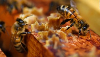 Un enjambre de abejas en Times Square