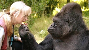 Koko, la gorila que sabía hablar en lenguaje de señas